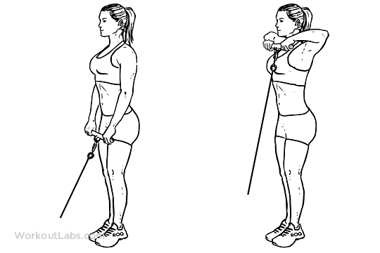 Cable Upright Row Illustrated Exercise guide WorkoutLabs