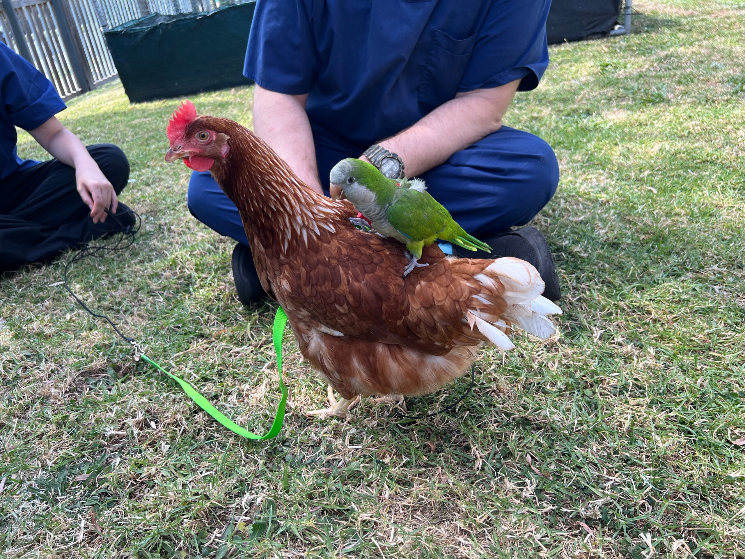 Harness Training Birds Works For Birds
