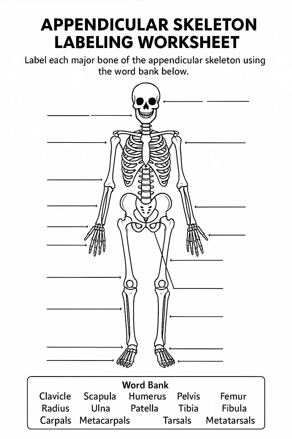 Bone Anatomy Labeled Diagram WorksheetsWord searchColoringSkeletal(06)