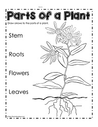 Parts of a Plant Printables Worksheets