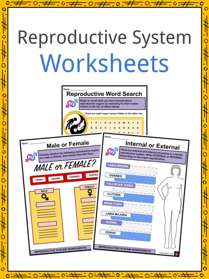 Explore Comprehensive Reproductive Systems Worksheets Engaging Learning Resources