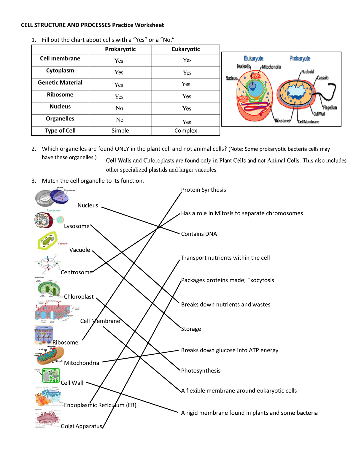 Free worksheet cell structure and function, Download Free worksheet