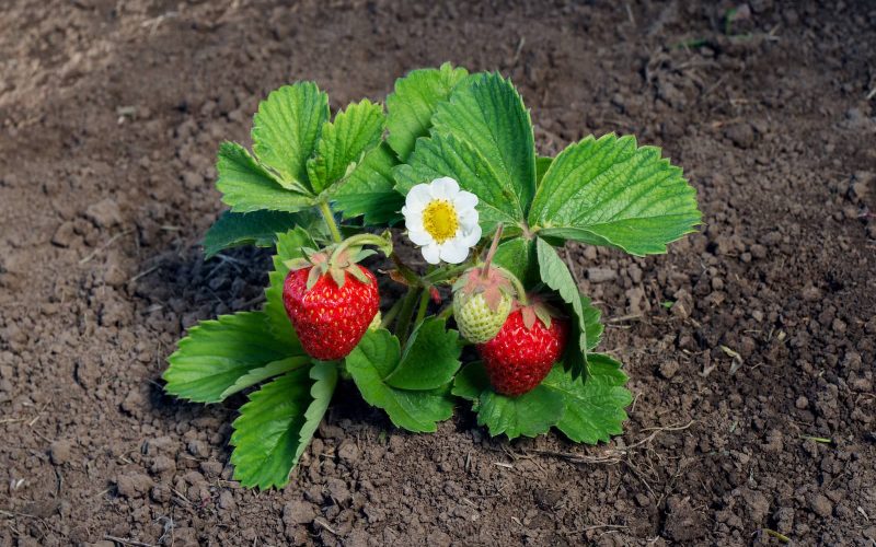 A Guide To Strawberry Flowers