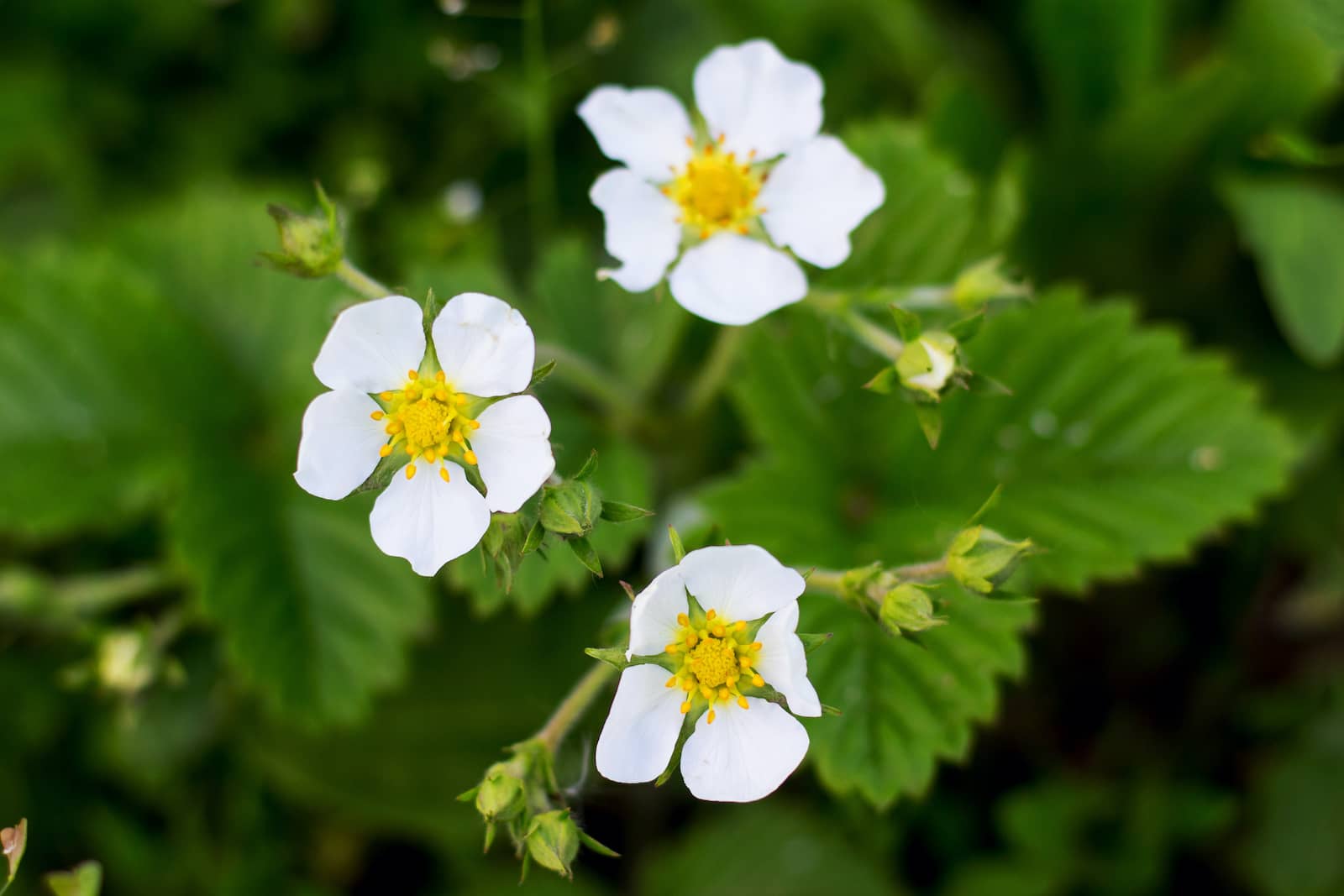 A Guide To Strawberry Flowers