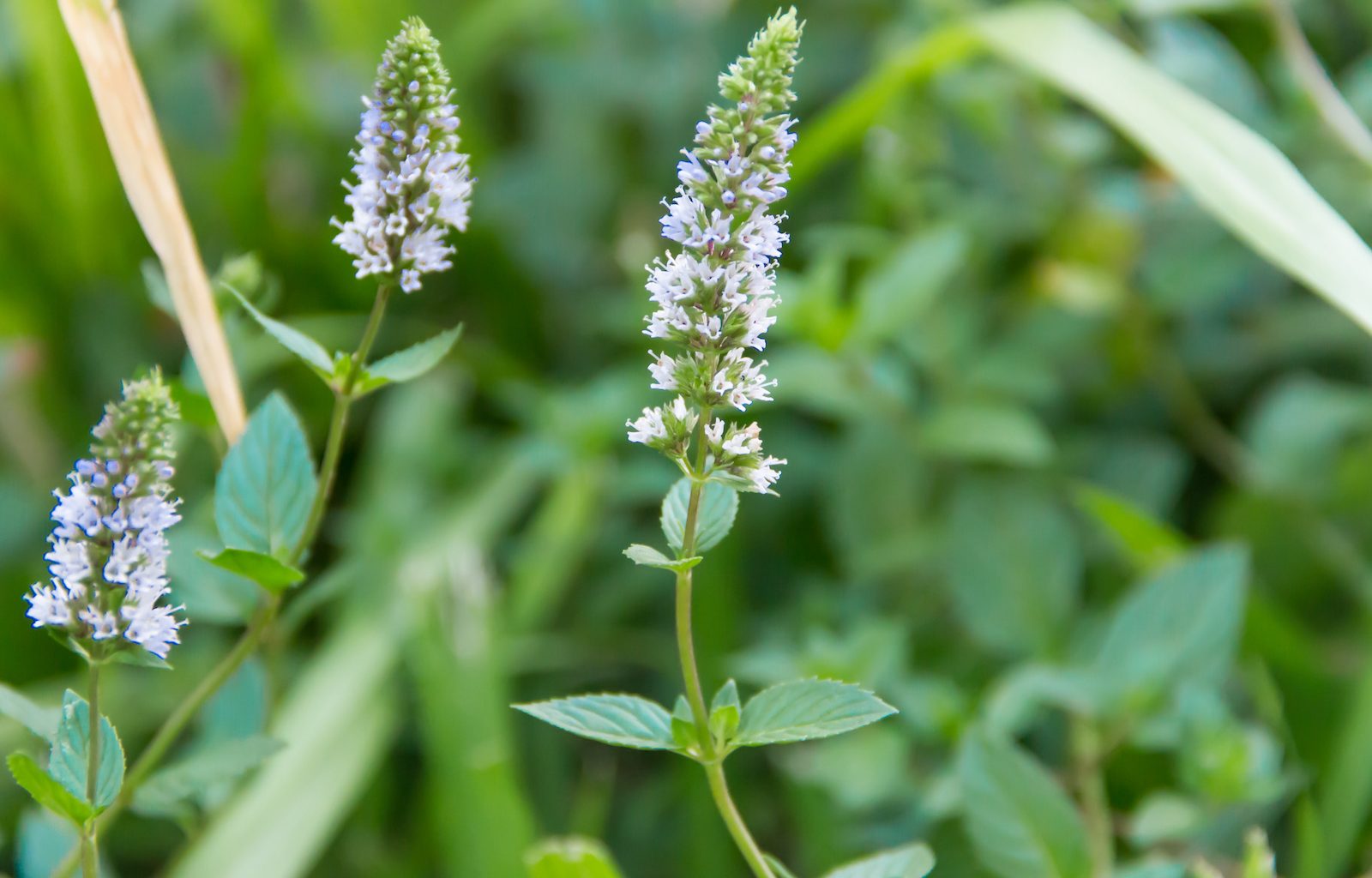 Mint Flowers Everything You Should Know