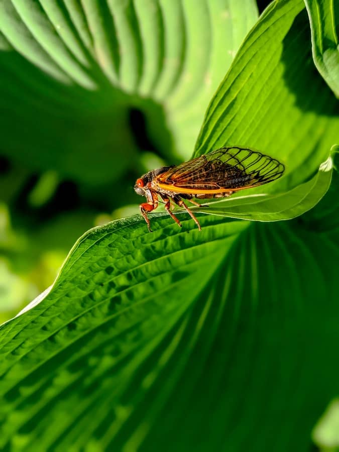 How To Protect Your Garden From Cicadas - Workshopedia