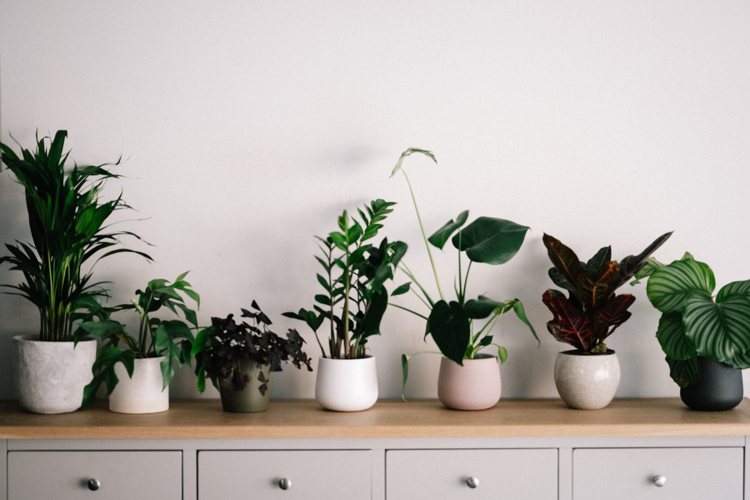 5 Most Expensive Houseplants And Why
