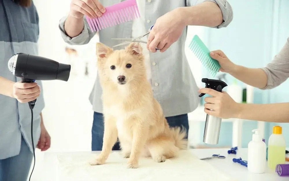 Immigrate to Canada as a Dog Groomer Full Guide Work Study Visa