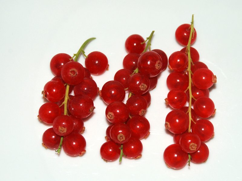 Red currant World Crops Database Temperate fruits