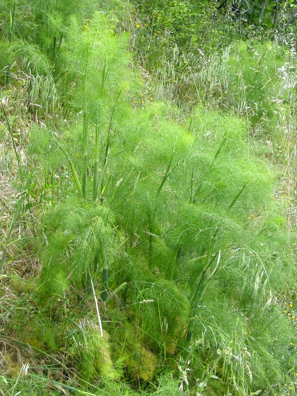 Fennel World Crops Database