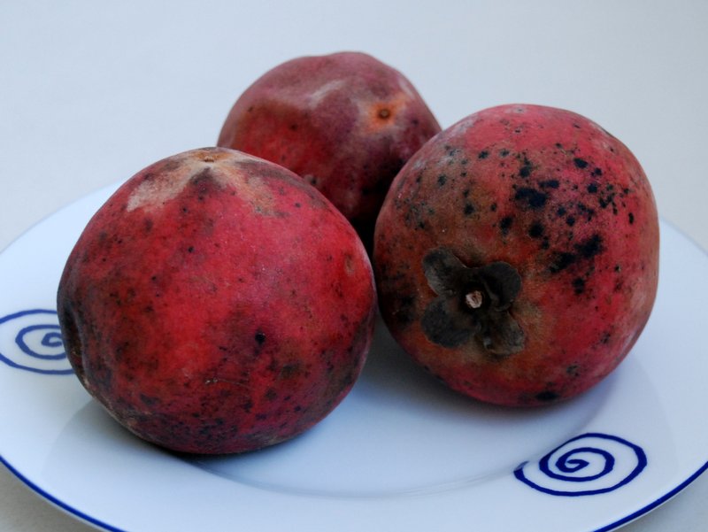 Velvet apple World Crops Database