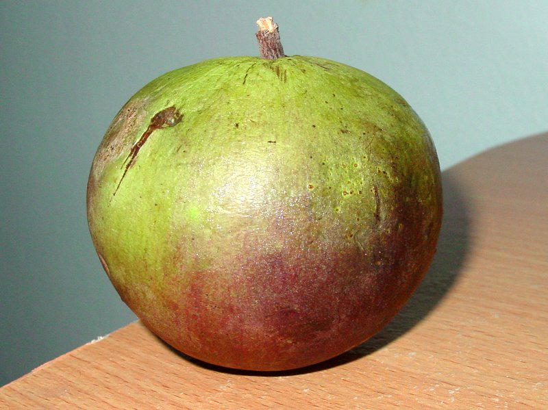 Star apple Golden leaf tree World Crops Database Tropical fruits