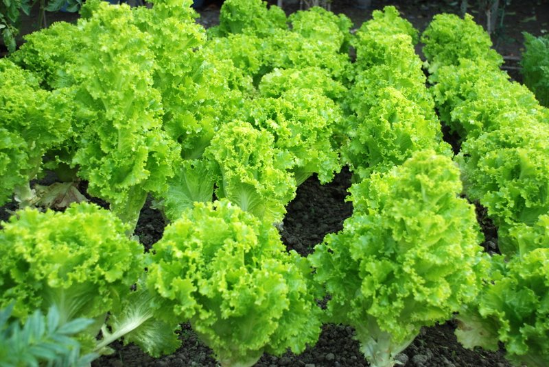 Lettuce World Crops Database