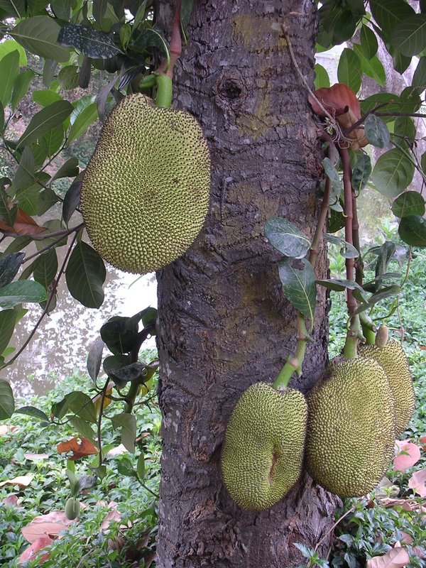 Jackfruit World Crops Database Tropical fruits