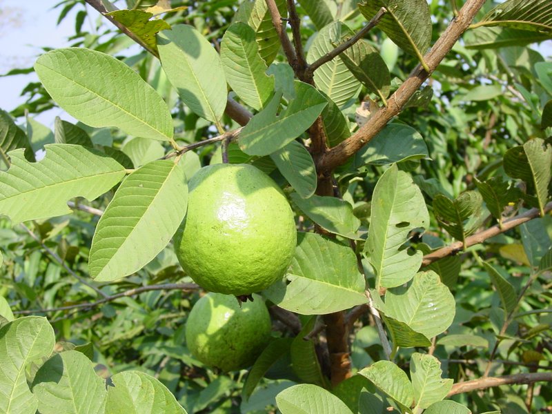 Guava World Crops Database Tropical fruits