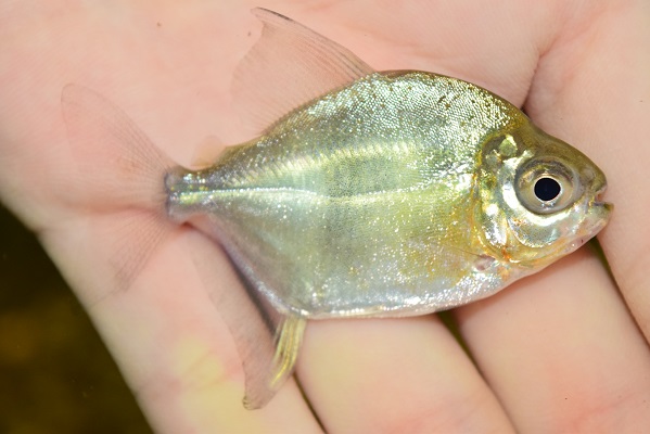 さかな紹介 静岡市の熱帯魚専門店（大型魚・古代魚・珍魚）｜World Rivers