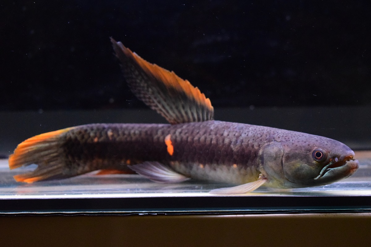 掲載魚 静岡市の熱帯魚専門店（大型魚・古代魚・珍魚）｜World Rivers