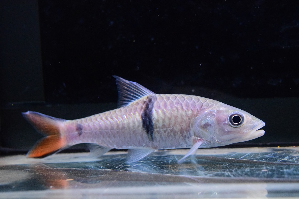 通販ページに掲載しました 静岡市の熱帯魚専門店（大型魚・古代魚・珍魚）｜World Rivers