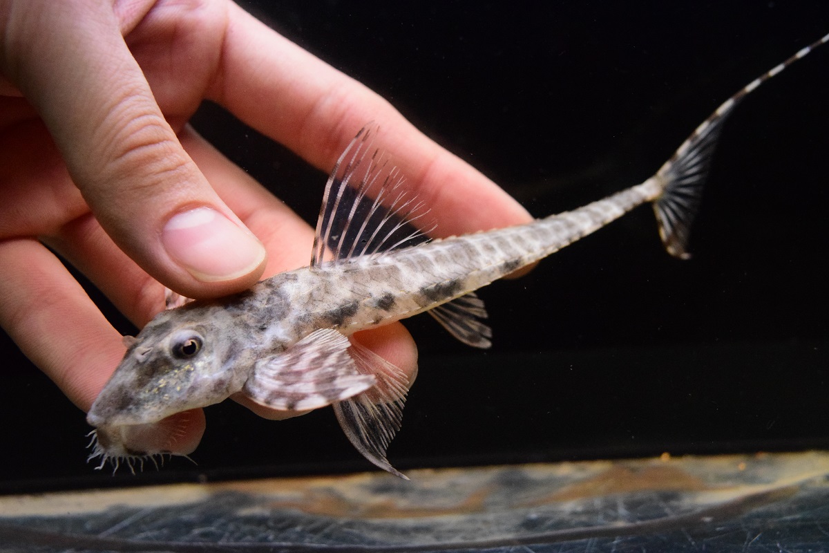 昨日今日の掲載 静岡市の熱帯魚専門店（大型魚・古代魚・珍魚）｜World Rivers