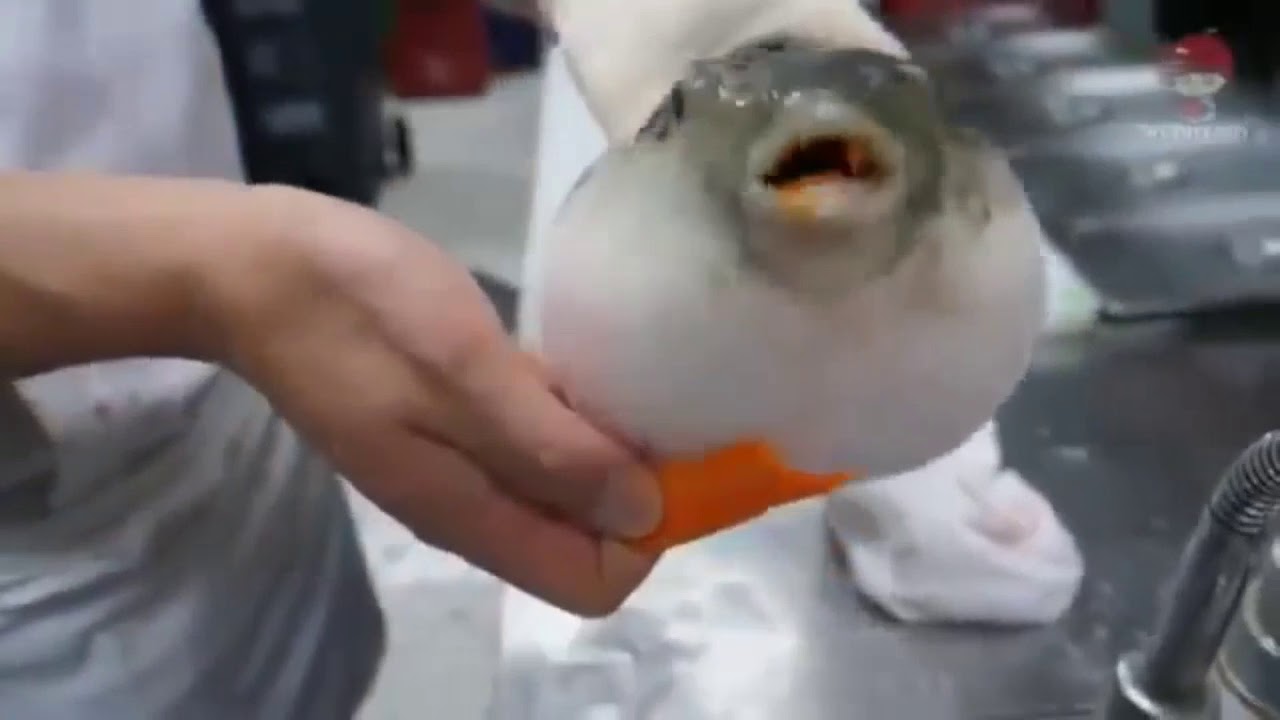 フグにニンジンを差し出すともぐもぐ食べだす Media Festa