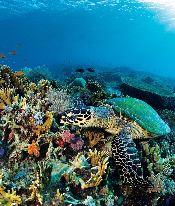 See Shell App and the Illegal Tortoiseshell Trade DAN World