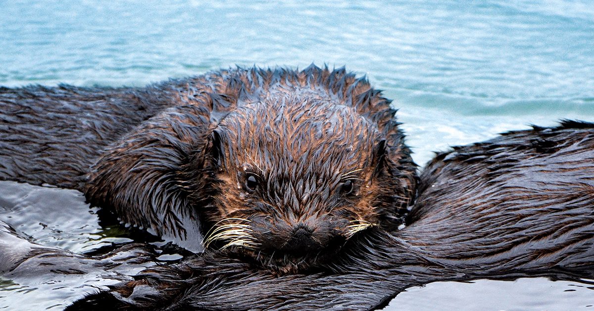 The Edge of Extinction DAN World