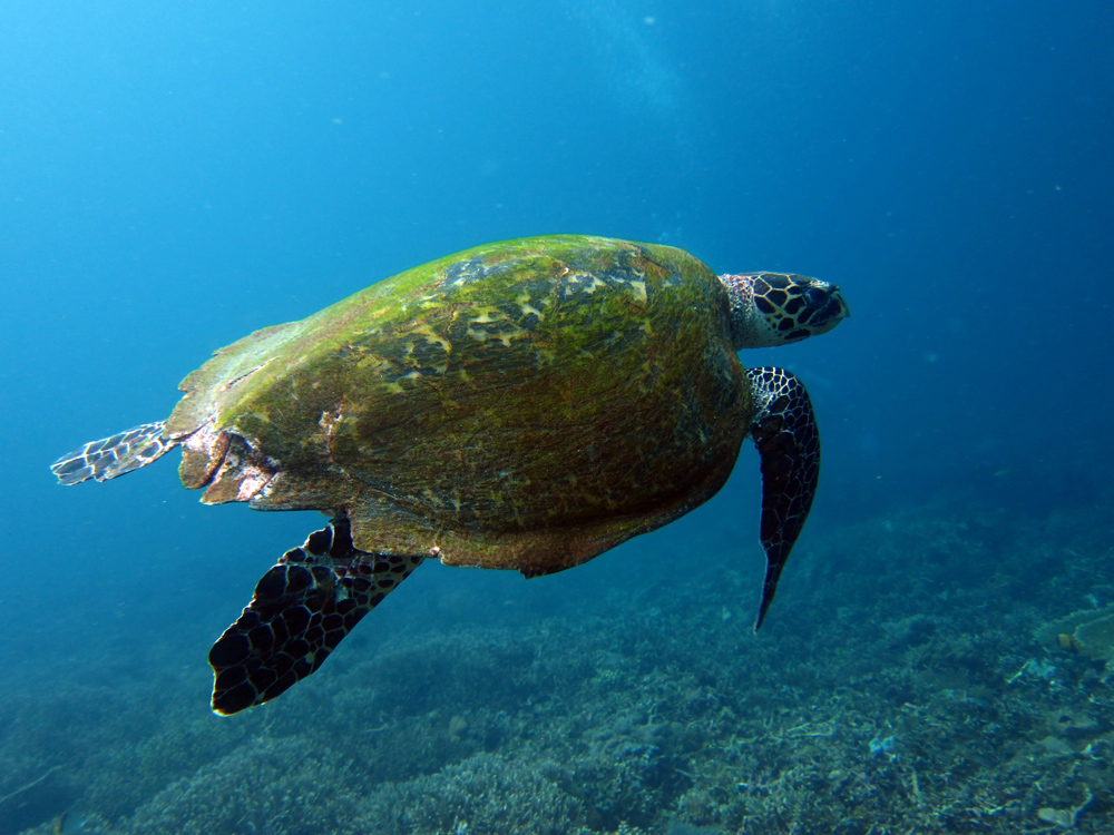 Turtle diving in Komodo Indonesia