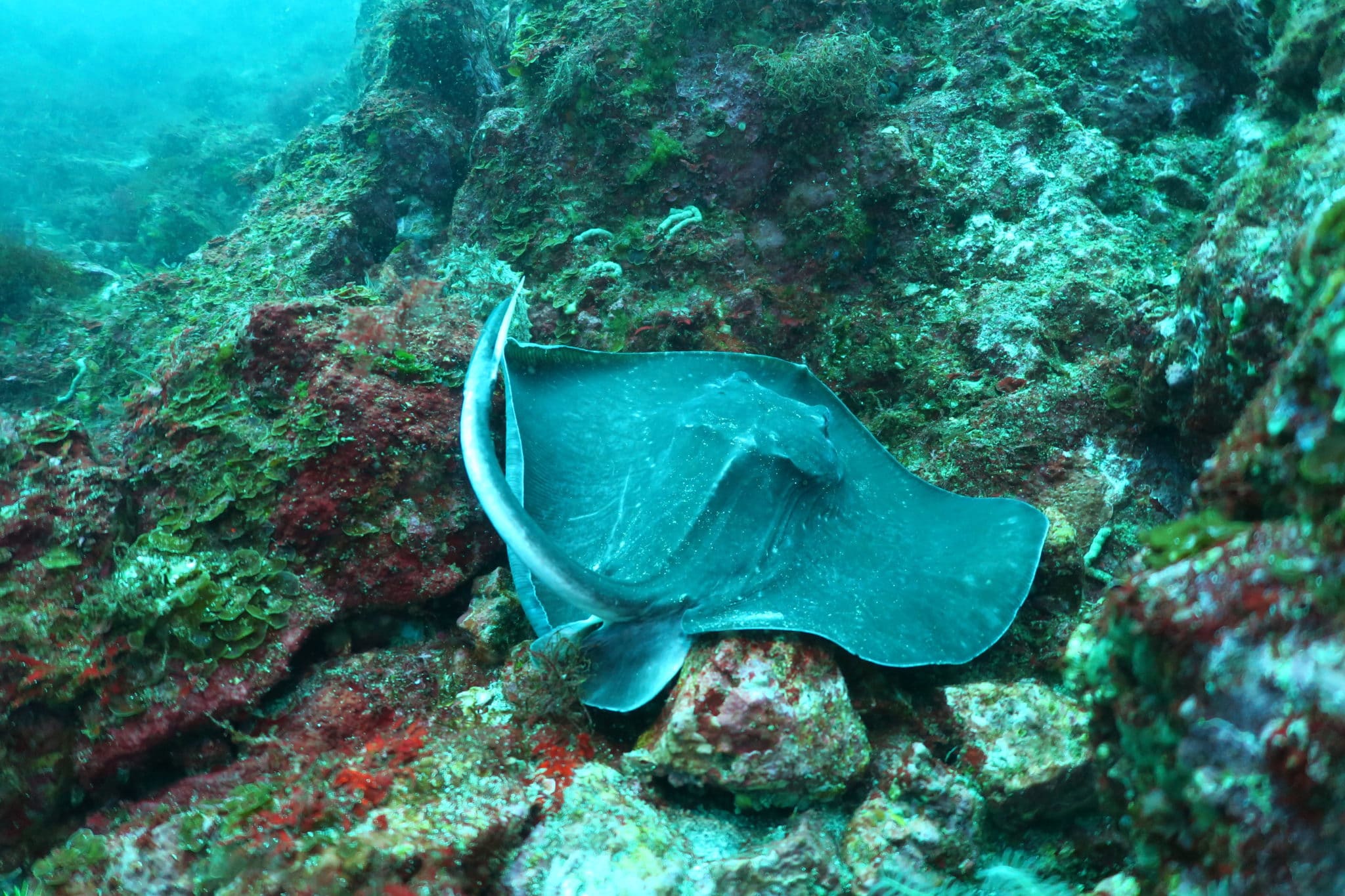 Scuba diving Izu Ocean Park Japan