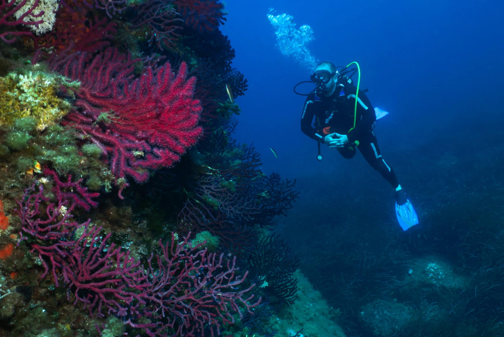 Diving in Porquerolles Island
