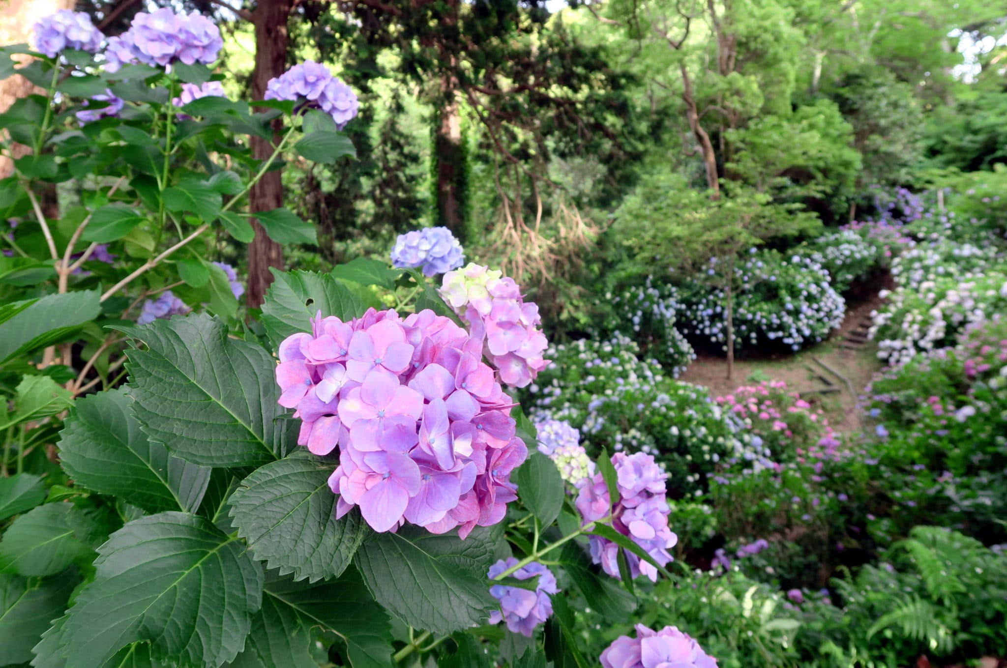 Hydrangea Shimoda Park Izu Peninsula Japan