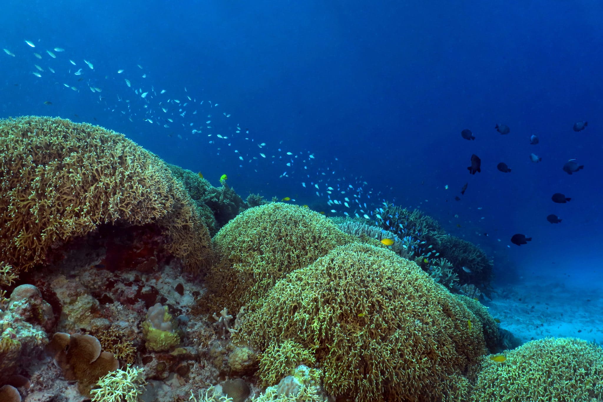 Scuba diving in Okinawa a firsttimer guide World Adventure Divers