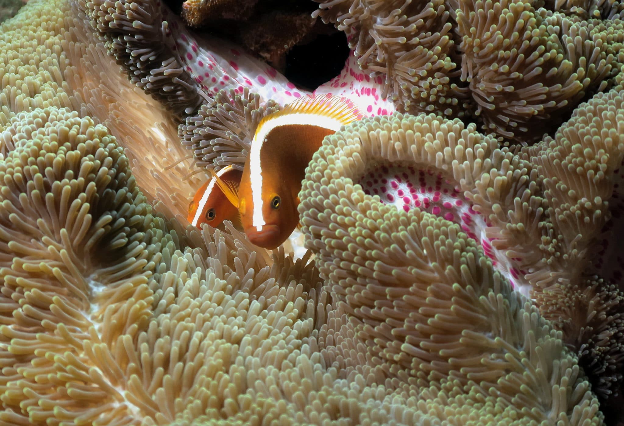 Scuba diving in Okinawa a firsttimer guide World Adventure Divers