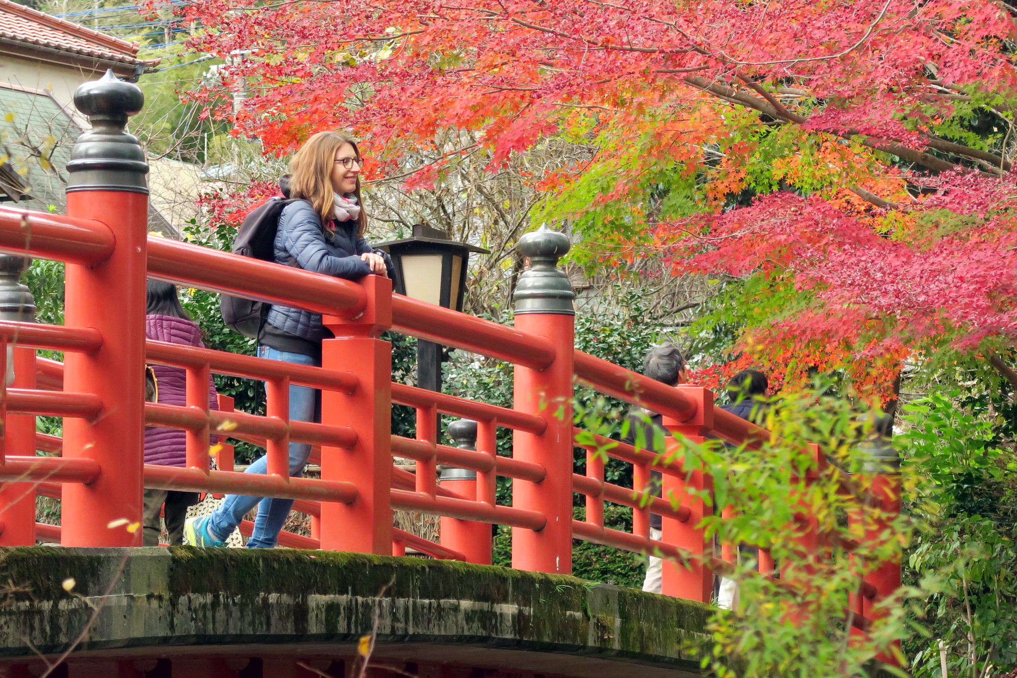 Momiji Automn leaves Shuzenji Japan