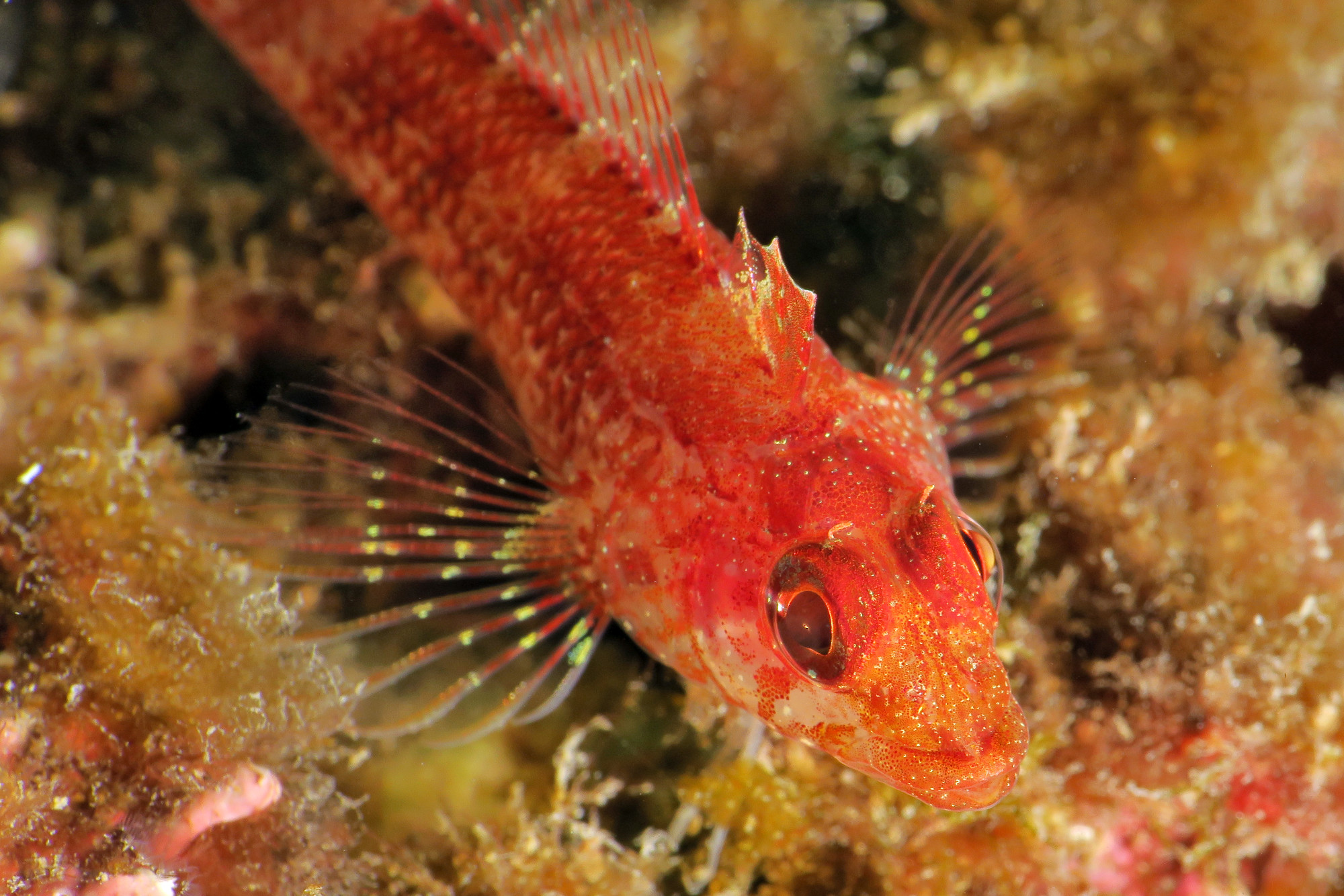 Diving Toulon