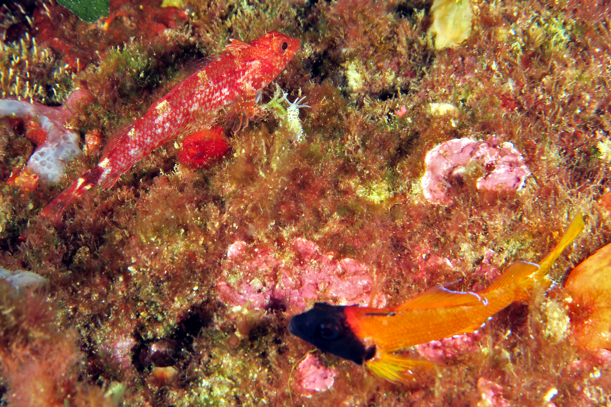 Diving Toulon