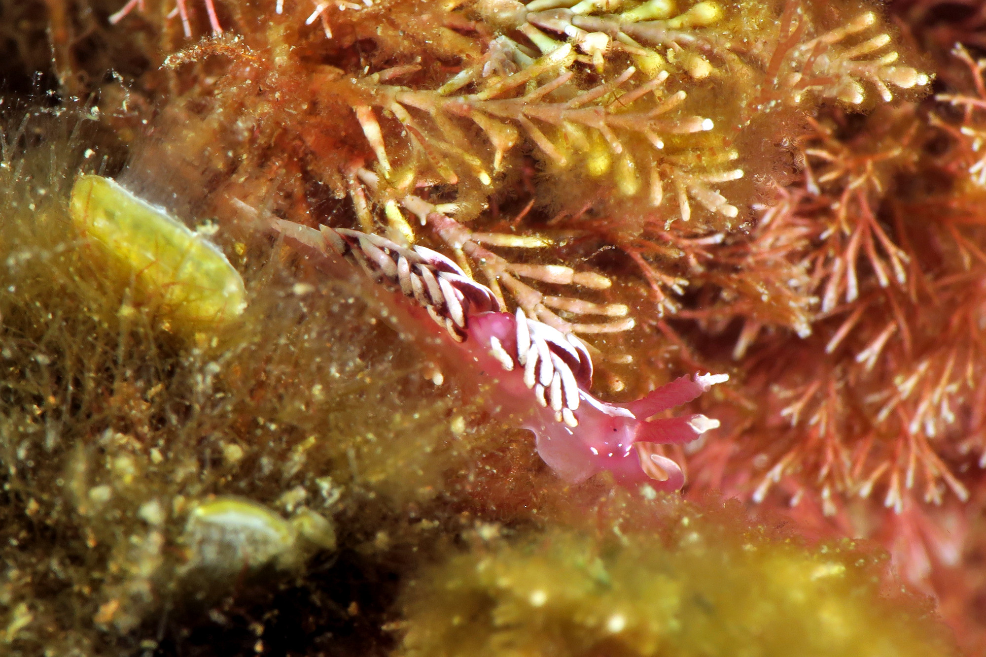 Diving Toulon