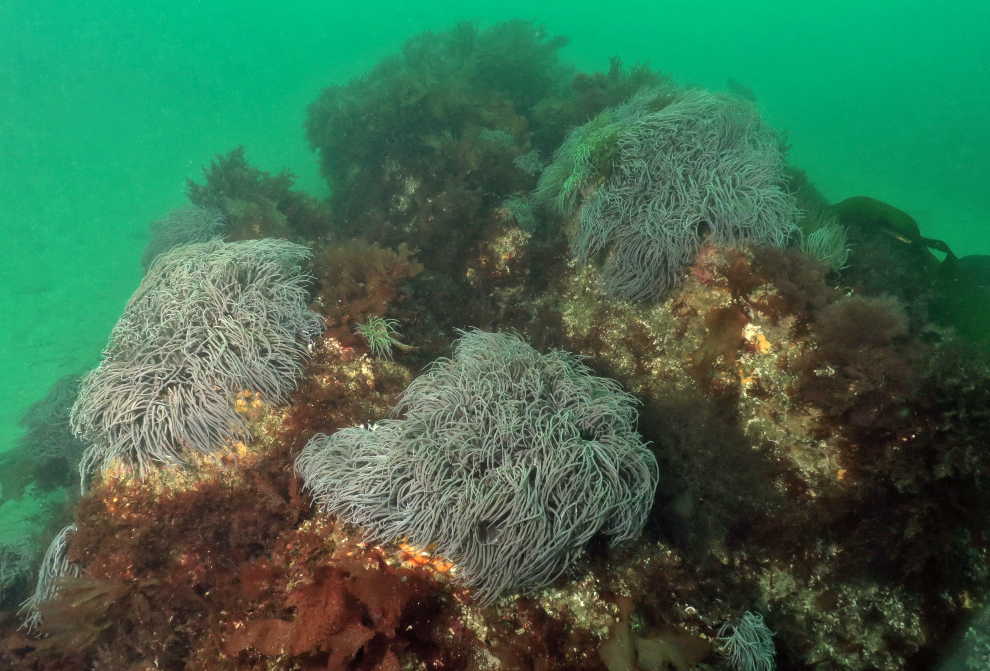 Diving Saint-Pabu