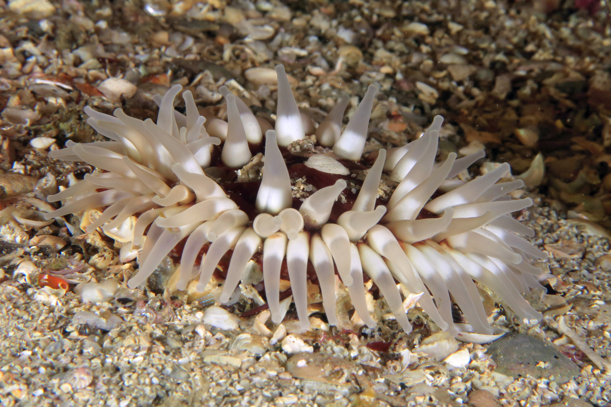 Diving Saint-Pabu