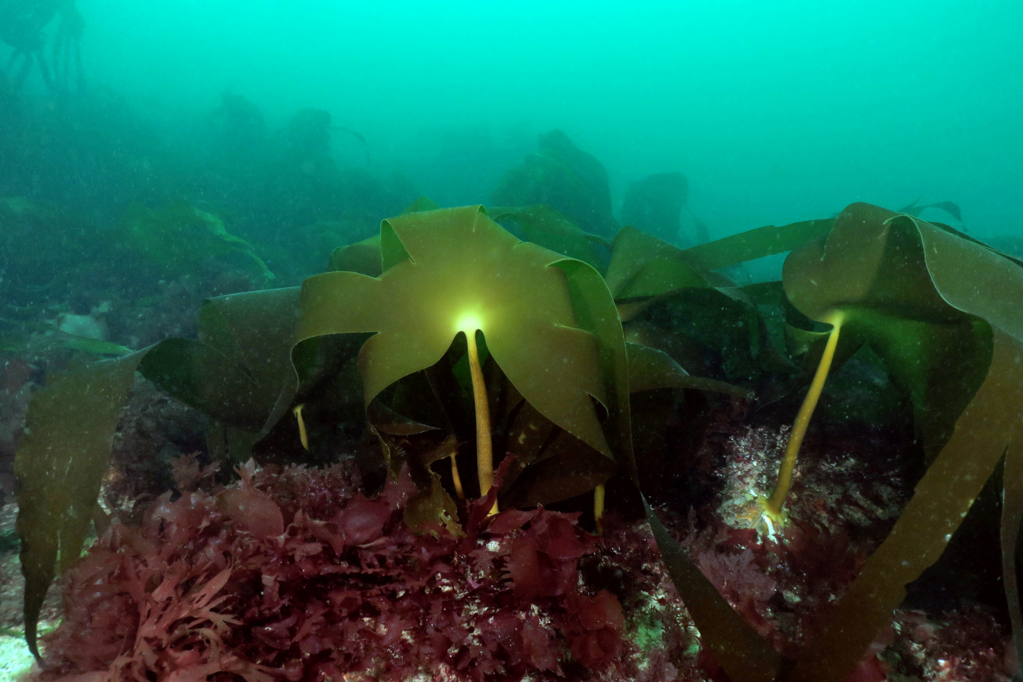 Diving Saint-Pabu