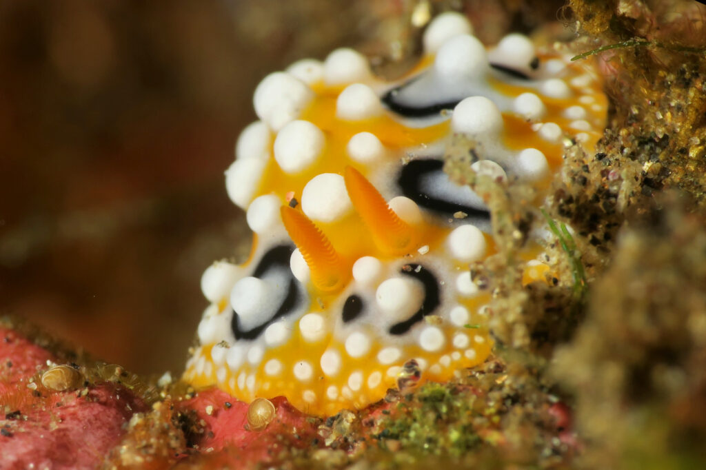 nudibranch scuba diving in Amed - Bali - Indonesia