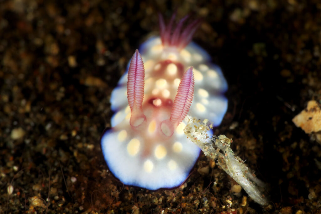 nudibranch scuba diving in Amed - Bali - Indonesia