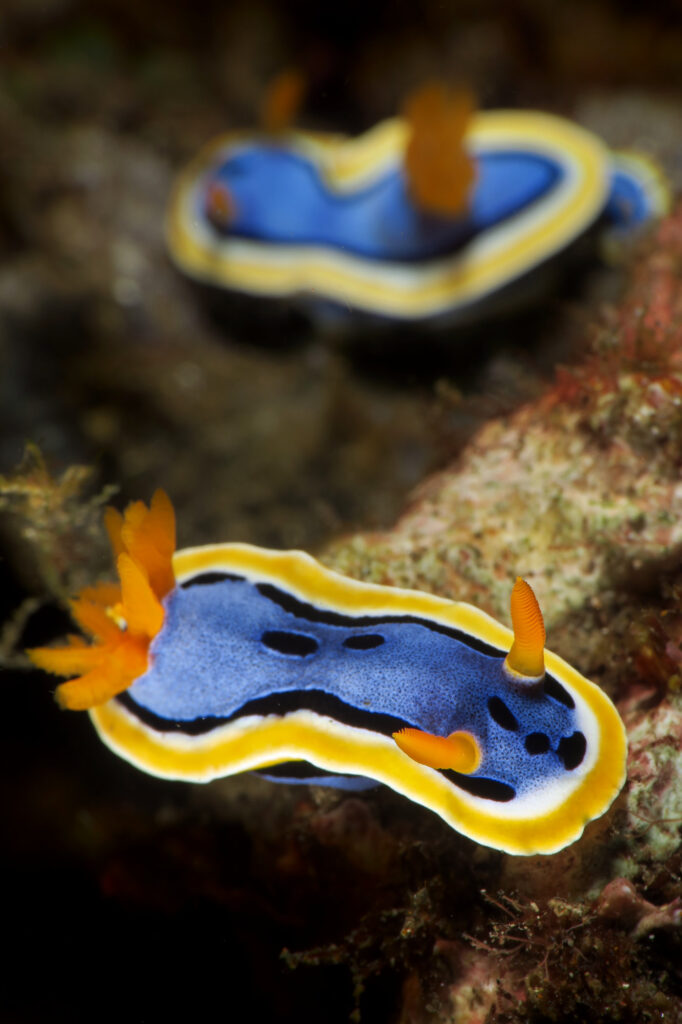 nudibranchs scuba diving in Amed - Bali - Indonesia