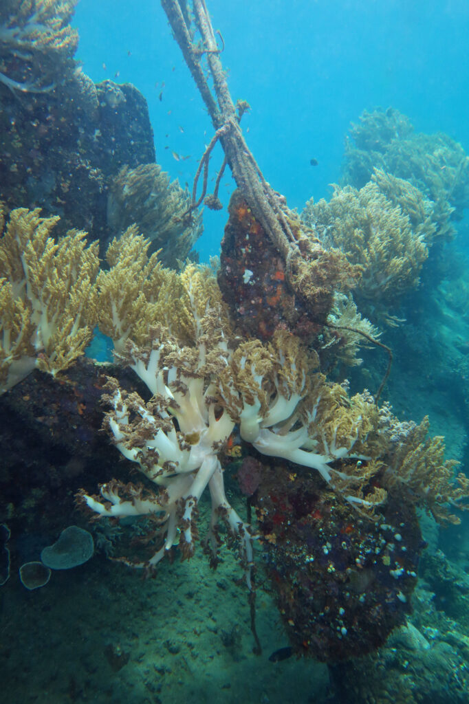 Japanese Shipwreck - scuba diving in Amed - Bali - Indonesia
