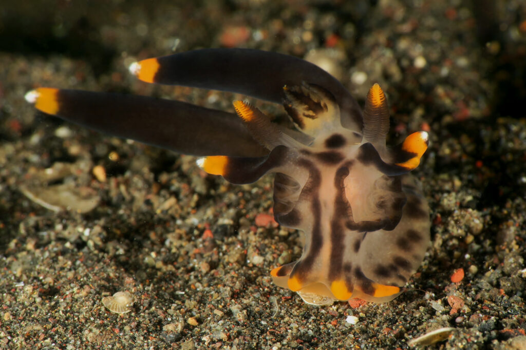 Pikachu nudibranch - Ghost Bay - frogfish on srikandi shipwreck - scuba diving in Amed - Bali - Indonesia