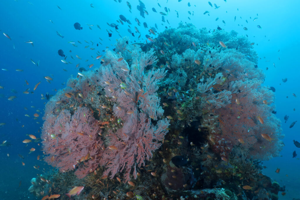 Gorgonians - scuba diving in Amed - Bali - Indonesia