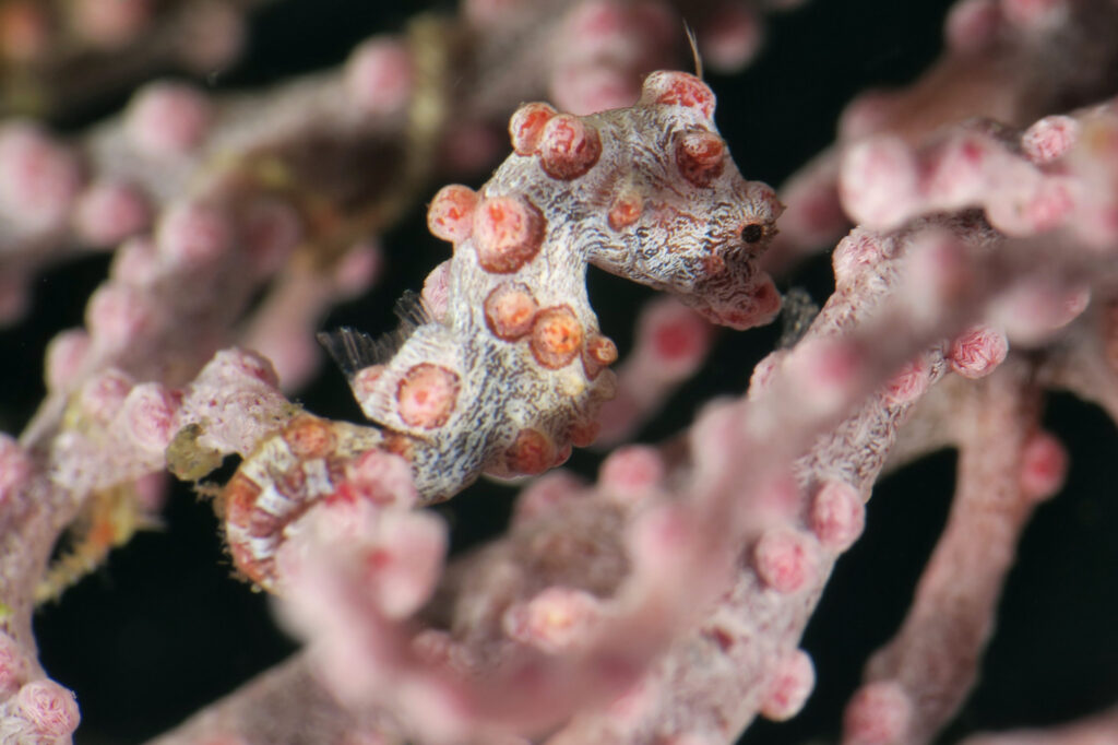 pygmy seahorse - scuba diving in Amed - Bali - Indonesia