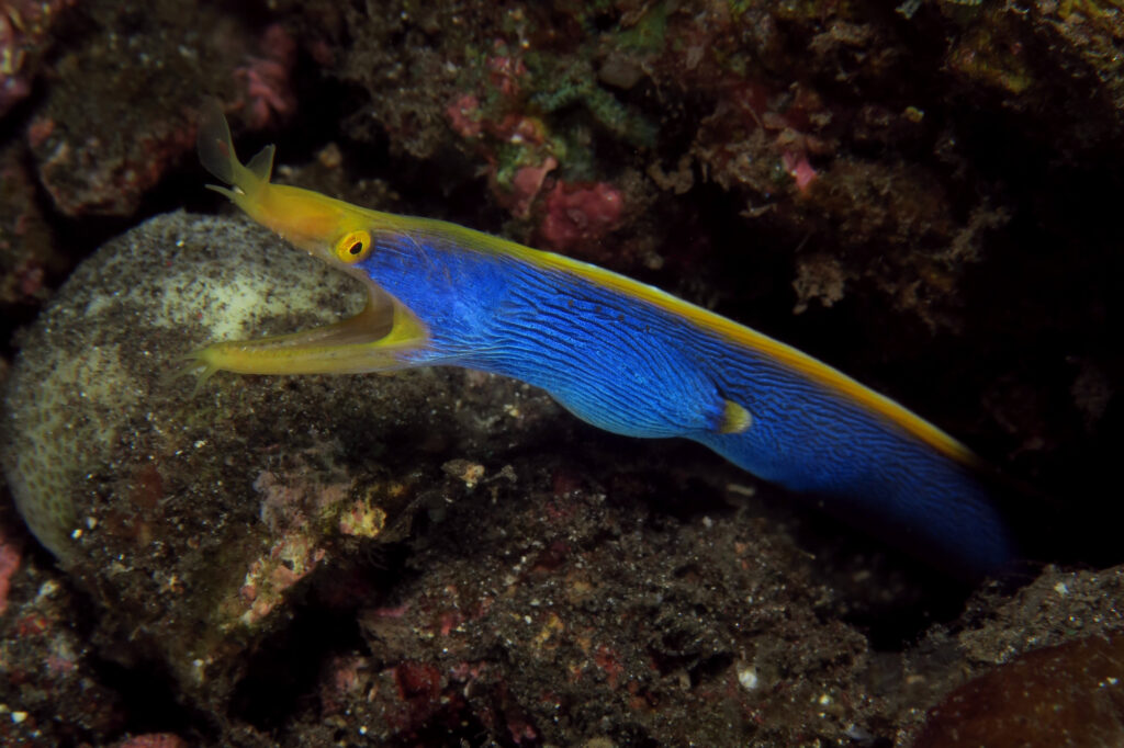 Ribbon eel - - scuba diving in Amed - Bali - Indonesia
