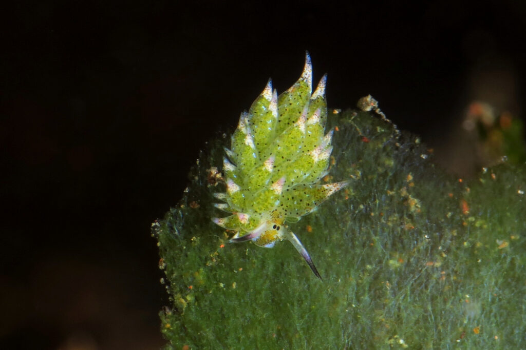 green sheep nudibranch - Ghost Bay - scuba diving in Amed - Bali - Indonesia