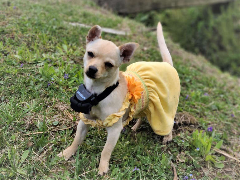 6 Best Wireless Dog Fences that Works!! WAF