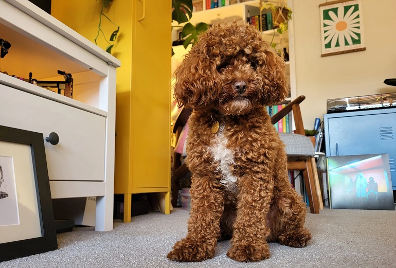Toy Poodle Adorable, Graceful, And Loyal WAF